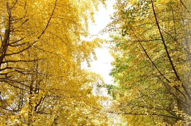 望江的银杏黄了,这一抹金黄灿烂最叫人难忘