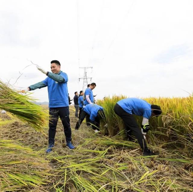 【丰收喜讯】溪田给您留了一块,弯腰割稻,手编草人,举家赶紧,时限三天