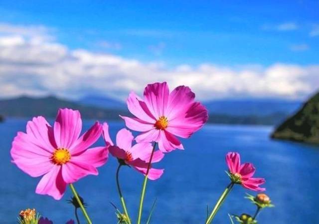 一朵朵花,一朵花简笔画,一朵花图片_大山谷图库
