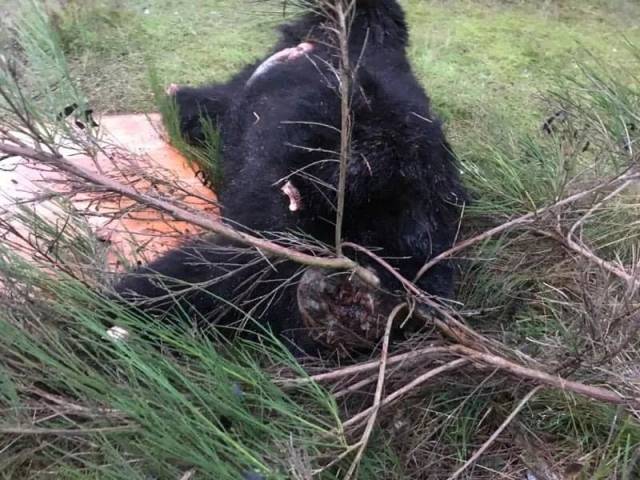 加拿大一男子散步,竟在路边发现一只无头黑熊?