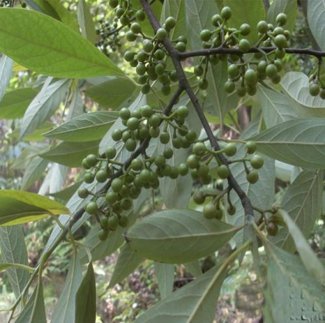 2,治风湿麻木,筋骨疼痛:牛筋条根,沙头老鹳草,茅草,筋骨草,钻地风