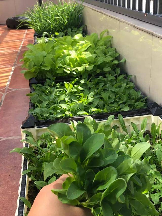 6种冬天必养的盆栽菜,一盆能吃3个月!