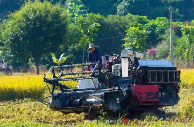 又逢水稻丰收季丨空港经济区炮台镇石牌村金灿灿的稻田令人心醉