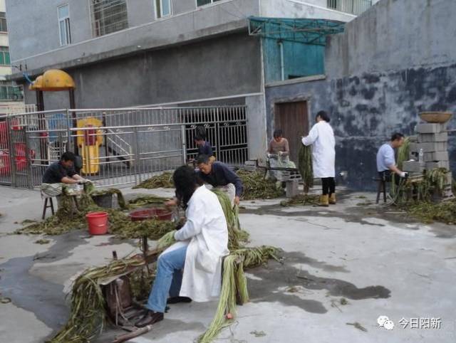 汉麻种植产业：从田间到市场的绿色蜕变