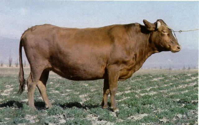 中国牛肉届的五大明星之晋南牛