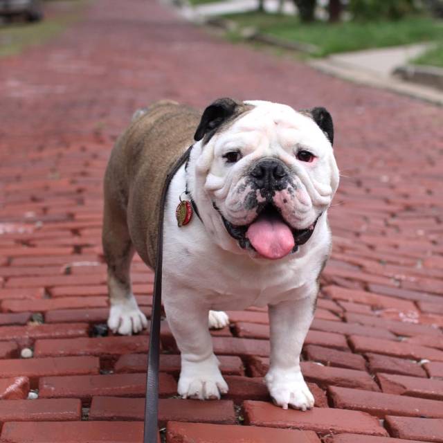 原创想要养好斗牛犬!这四点功课要做足!