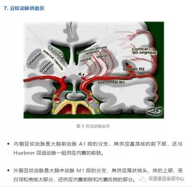 最全脑血管供血区图谱:脑动脉供血区篇