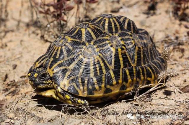 目前世界上27种最最濒临灭绝的陆龟与淡水龟类!