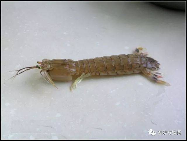 青岛的"虾虎"到底是什么东西?