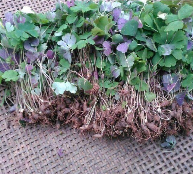 农村这种野菜,根是"千年老鼠屎",止咳一绝,每斤高达百元