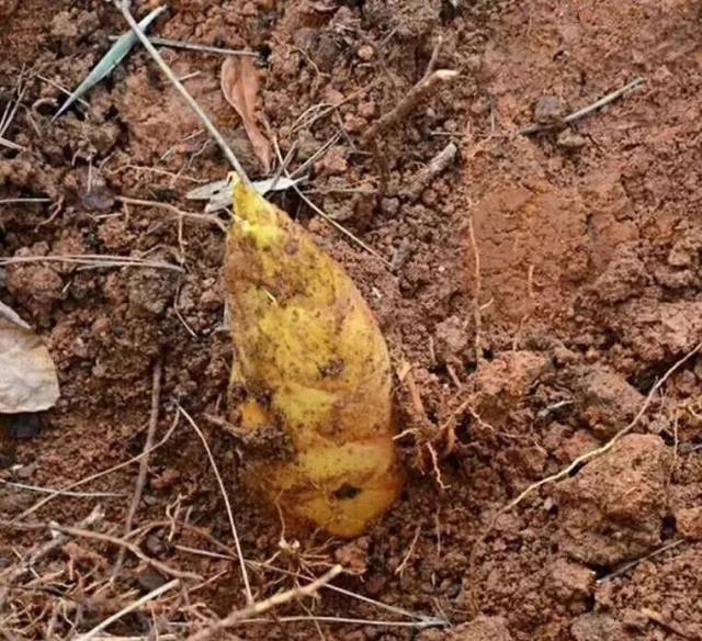 走起?闽清山里的美味上市了!扛起锄头,进山去.