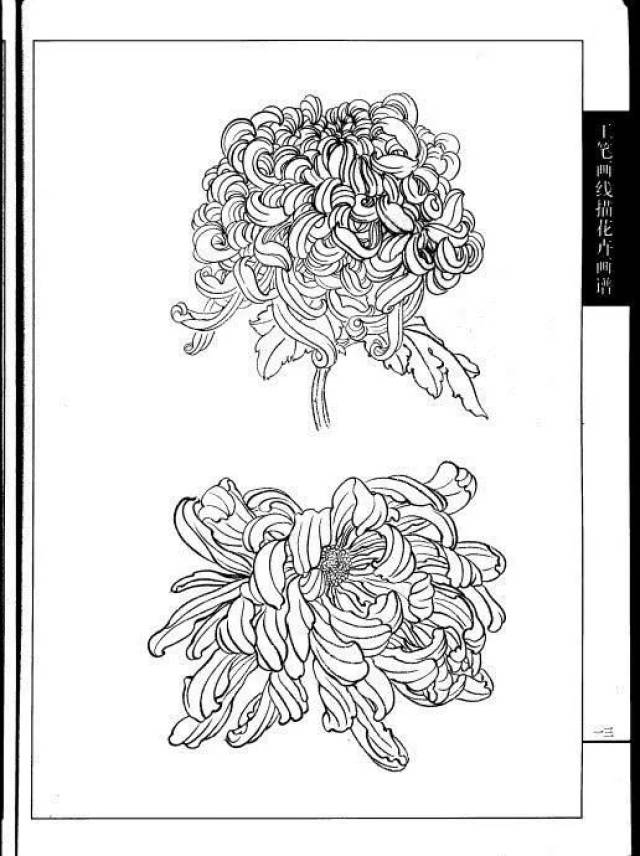 这是我见过最好的工笔菊花画法(附线描画谱)!