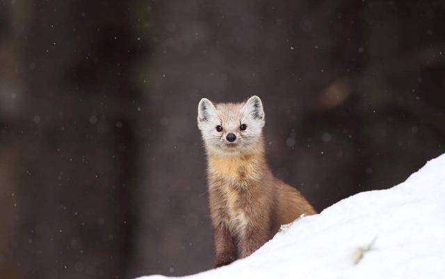 貂适不适合做家养宠物呢雪貂是可以的