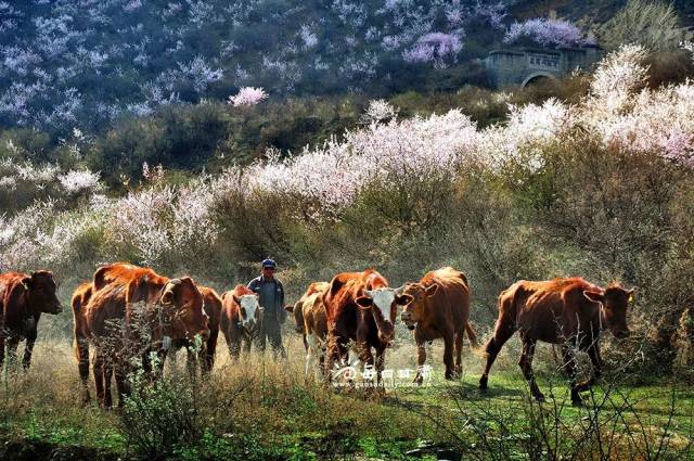 崇信牧场 武文祥 摄
