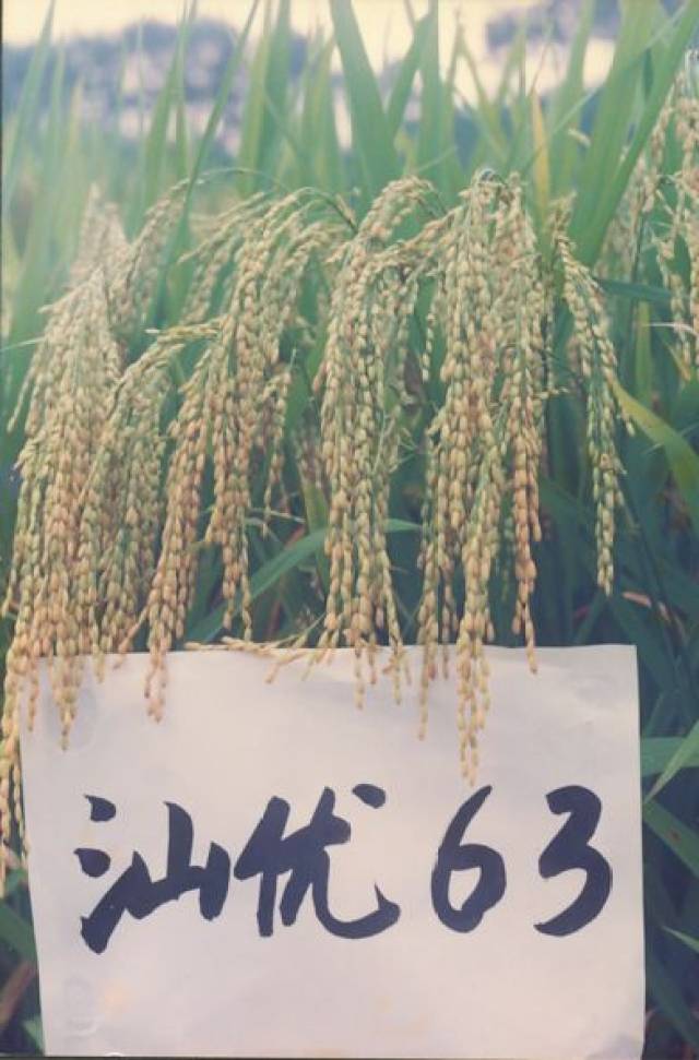 1981年,三明地区农科所谢华安主持培育的水稻新品种"汕优63"获得成功