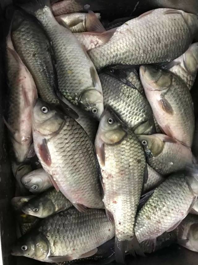 钓鲫鱼这样做何愁鱼获不翻倍
