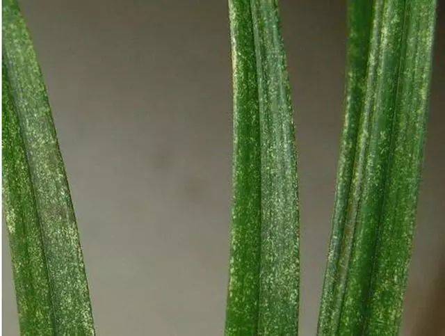 (艺兰知识)兰花叶片出现这样的黄斑危害很大,轻则落叶,重则倒苗!