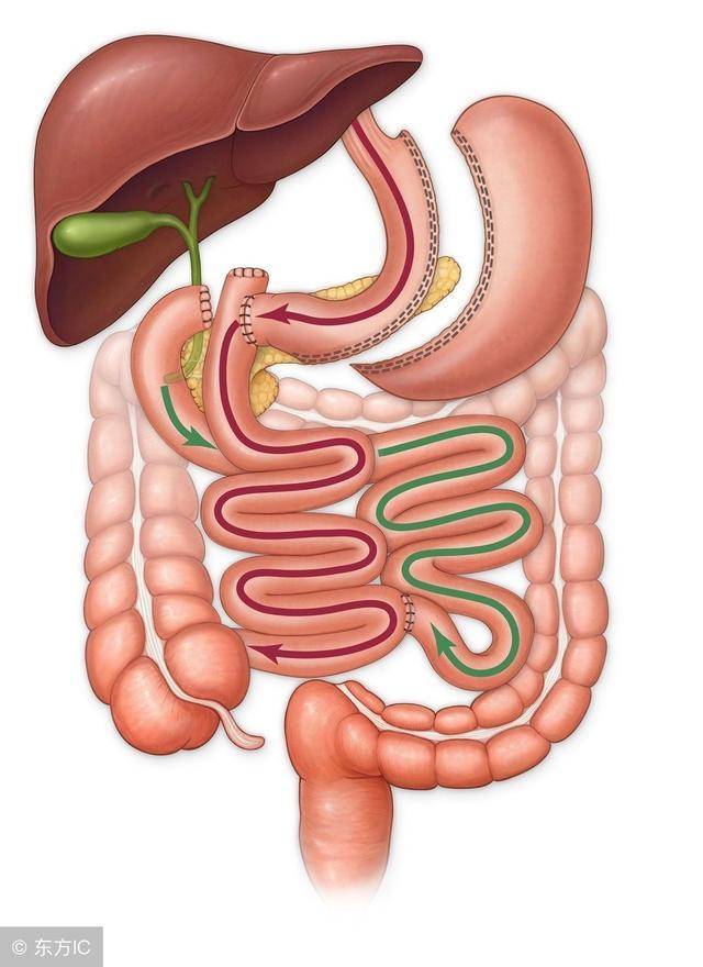 人体肠子有180米图片