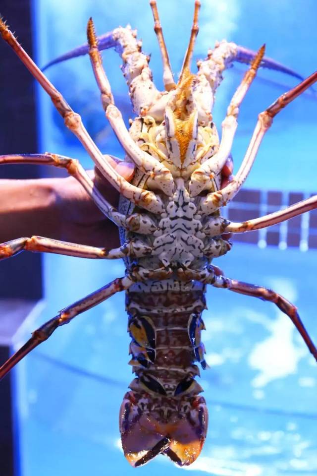 这家新开的海鲜馆,好吃不贵,有逼格!