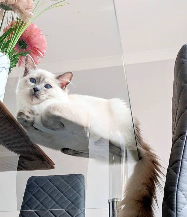 坐在玻璃上的猫咪们,看完心情都好了