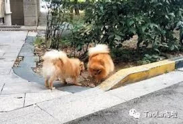 遛狗不牵绳,反扇人耳光至骨折!这事儿要在美国会是什么后果?