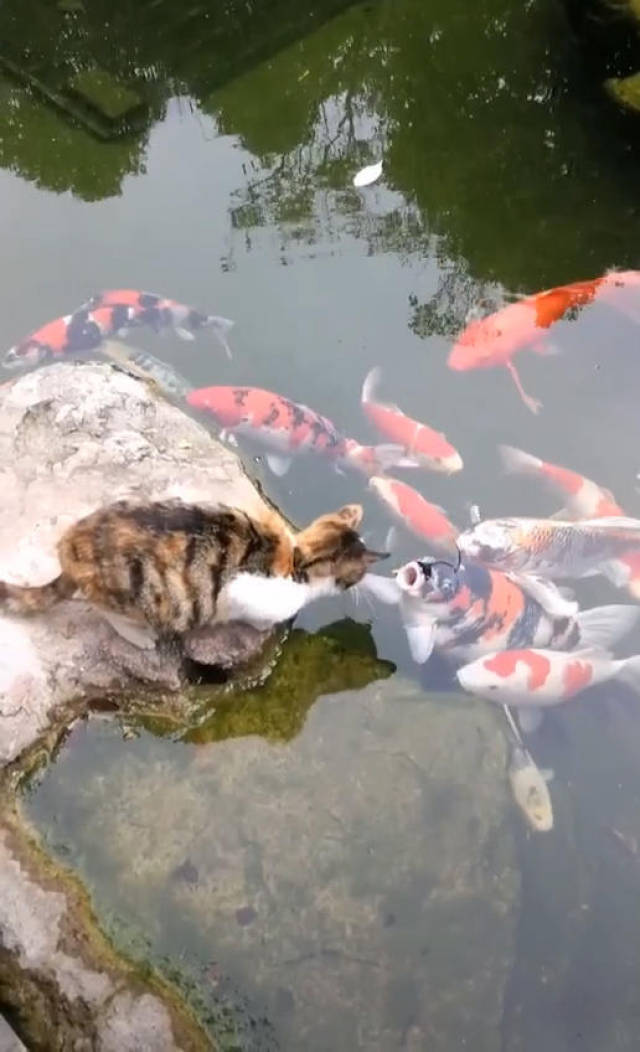 猫望着岸边的鱼无动于衷,网友看后忍不住笑喷:心有力而鱼太大!