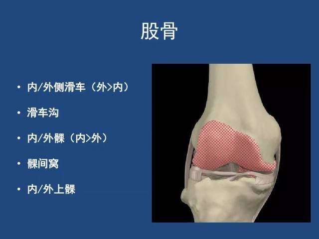 膝關節解剖詳細圖解vip資源