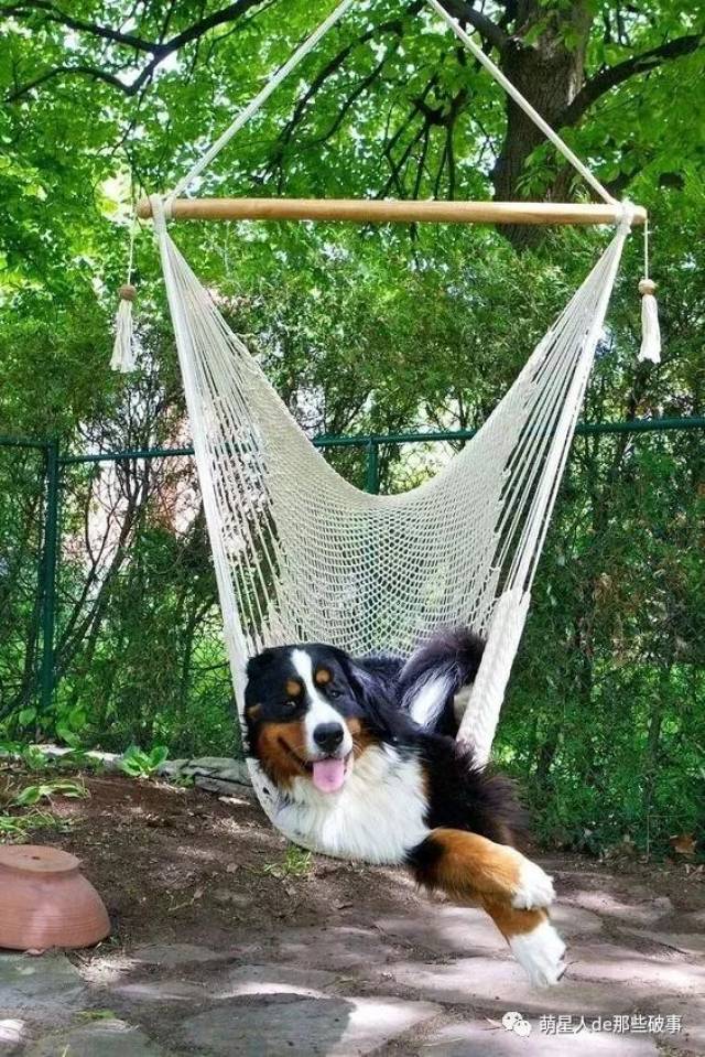 看到狗狗躺在吊床悠闲的画面,真觉得自己活的不如狗!