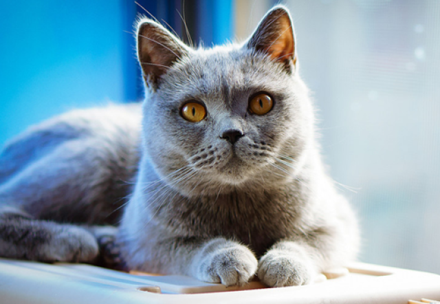 成年蓝猫能不能喝牛奶,成年蓝猫可以喝牛奶吗_手机搜狐网