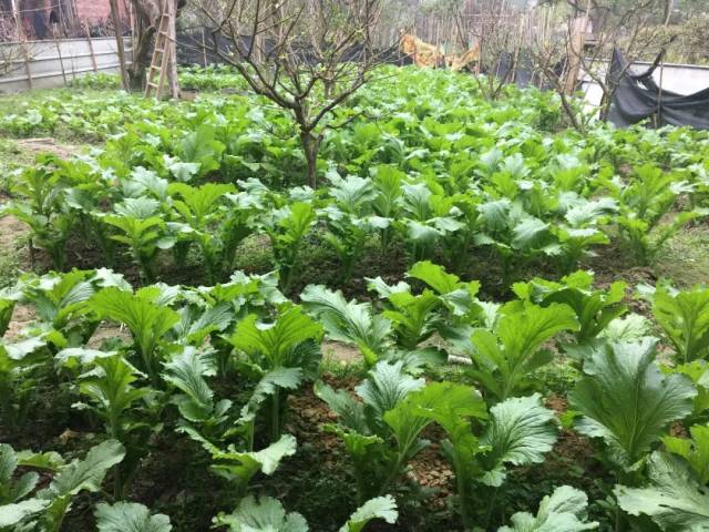钱排镇林下冬种大芥菜 6000亩