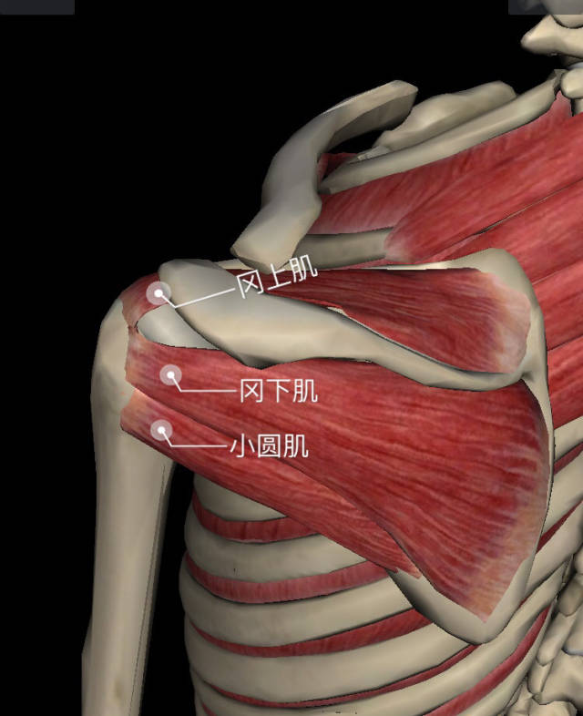 肱骨头的前方为肩胛下肌腱 ,上方为冈上肌腱,后方为冈下肌腱和小圆