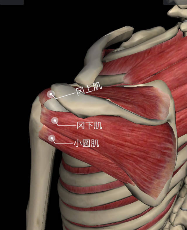 肩冈上肌的位置图片图片