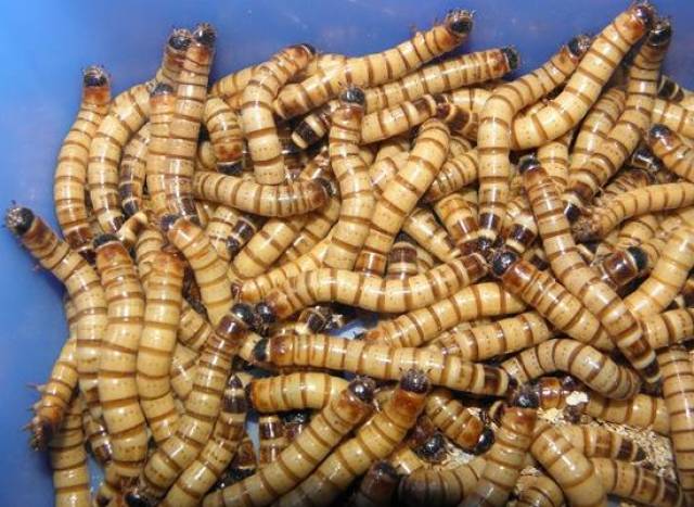 放弃公司饲养蛹虫,遭到家人反对,他用行动证明了自己