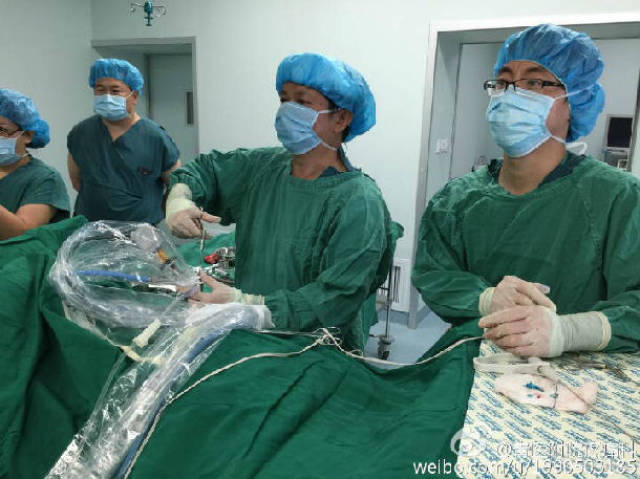 椎间孔镜手术中钳夹取出的突出间盘(注射造影剂 亚甲蓝后,突出间盘