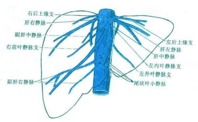 肝静脉与下腔静脉图片