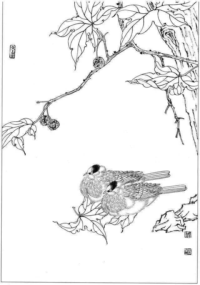 100副工笔禽鸟,白描参考(太有用了)