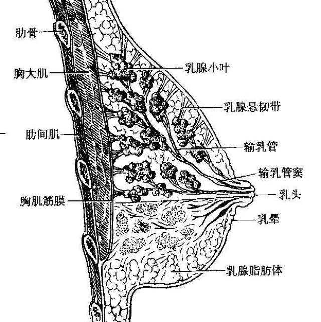 乳头状结构图片