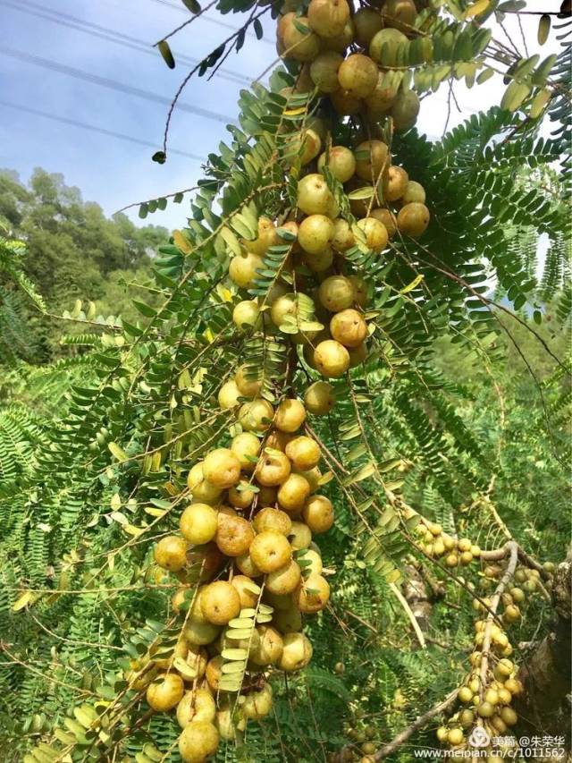 预告丨河口田墩举办"百年油柑树,亲子采摘行"油柑节_手机搜狐网