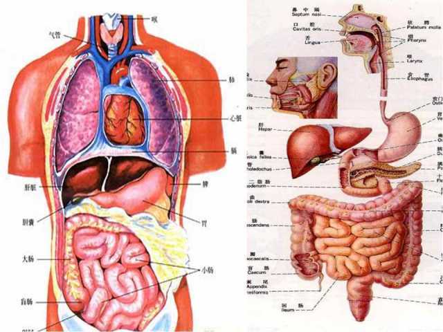 胰腺和脾的解剖位置图图片