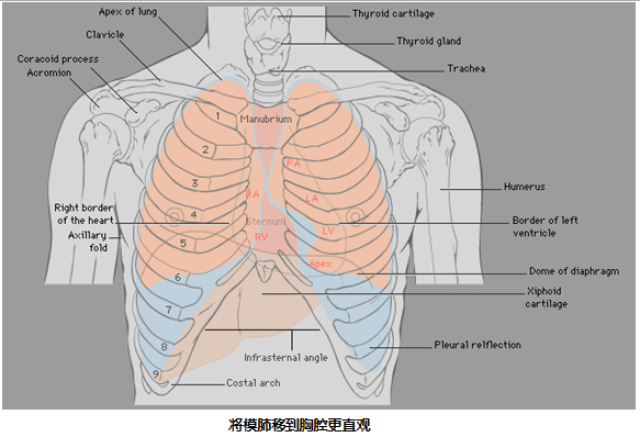 看完这些图,你就能看懂肺部ct! (转载)