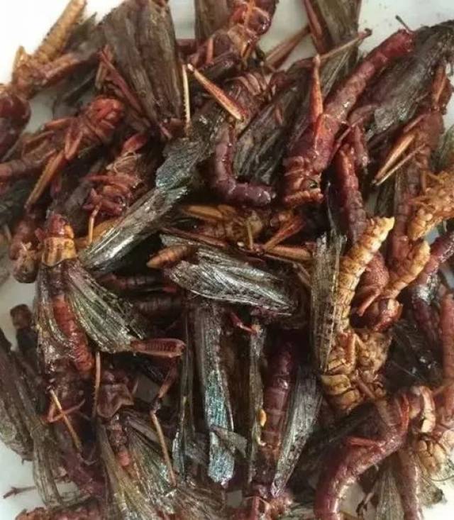 有些地方土狗子已经取代了油炸金蝉,因此在丽江,土狗子也有