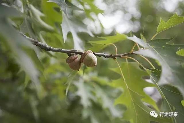 麻栎树果实怎么吃图片