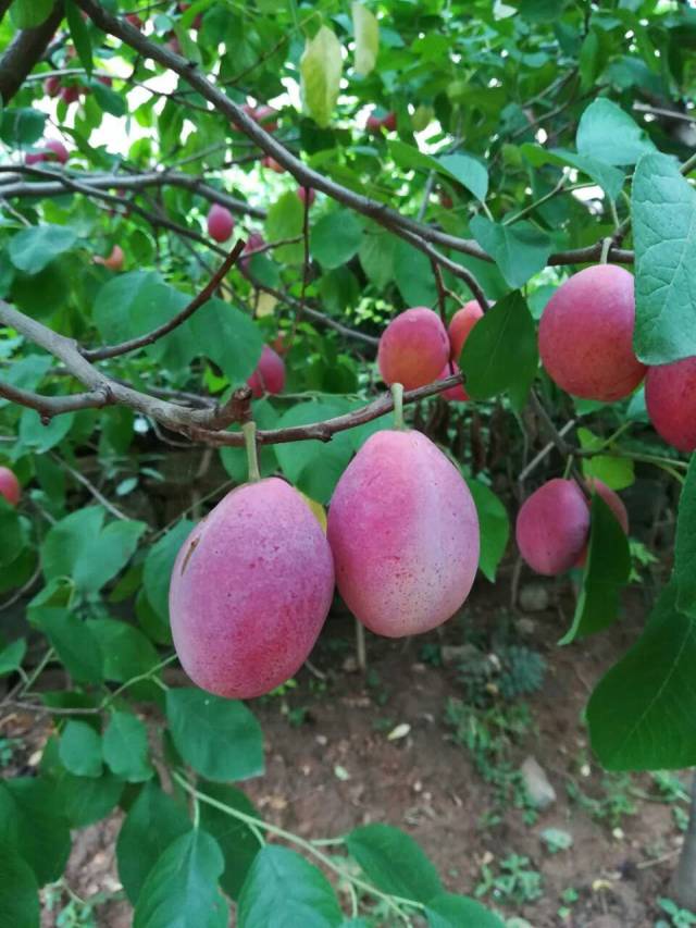 什么样的红喜梅李子苗好吃又漂亮