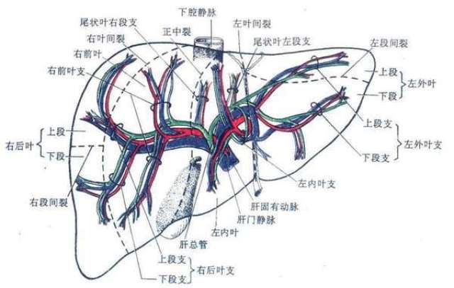 肝臟相關解剖圖譜 (轉載)_手機搜狐網