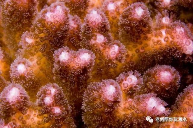 鸟巢/图钉/猫骨:①你喜欢的23种p属sps珊瑚全介绍