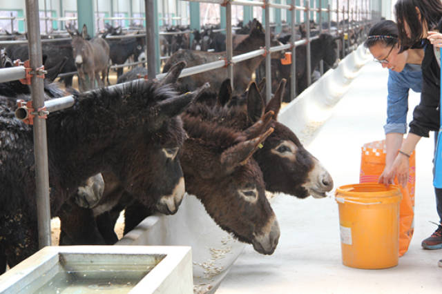 育肥驴怎么饲养管理?