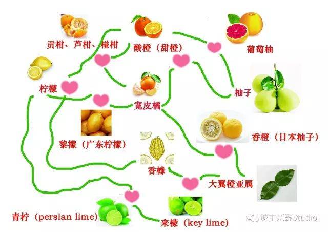 柑橘家族里混乱的爱情故事(下篇)