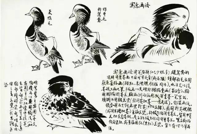 国画鸳鸯写意详细画法_搜狐网