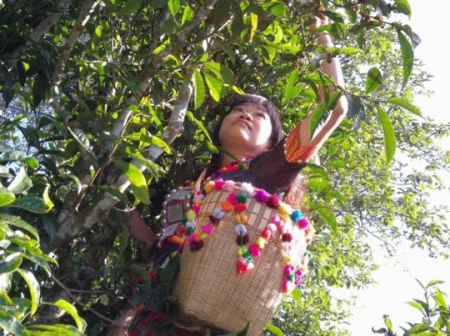 陇川行纪(三):探源德昂"女王"传说与古树茶