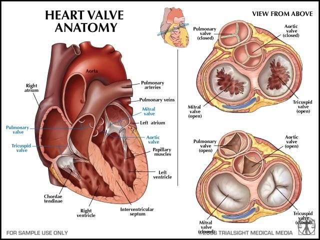 心脏瓣膜图形图片